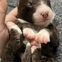 Bernedoodle Puppies from Jeanie’s Doodles
