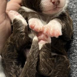 Bernedoodle Puppies from Jeanie’s Doodles