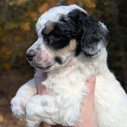 Winry - Parti female Poodle puppy in Salem Township, Maine from Moirae Poodles