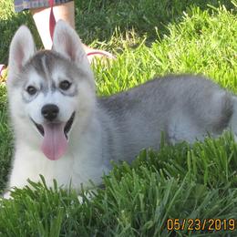 Schipperke and Siberian Husky Puppies from Yuki Ookami Show Kennel