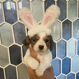 Dachshund Puppies from CA__Dachshunds