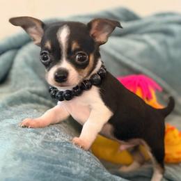 Sinatra AKC - Black and tan male Chihuahua puppy in Seneca, Missouri from Stephanie’s Puppy Colony