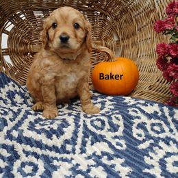 Cavapoo Puppies from Jessie's Puppies