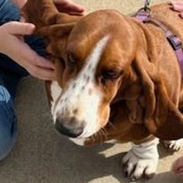 Stella - Basset Hound