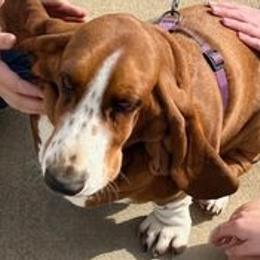 Stella - Basset Hound