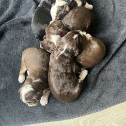 Aussiedoodle Puppies from Perfect Connection