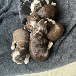 Aussiedoodle Puppies from Perfect Connection