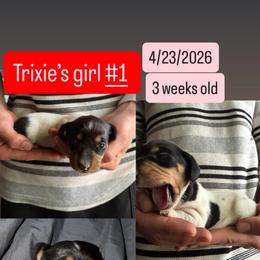 Trixie's girl 1 - Piebald female Dachshund puppy in Grand Junction, Michigan from J.C fur babies
