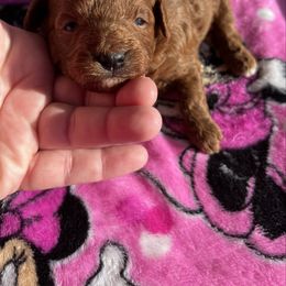 Ruby - Red female Cavapoo puppy in Milroy, Pennsylvania from Not Your Average Weiner