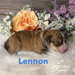 Lennon - Tri-color male Bernedoodle puppy in Heyworth, Illinois from Cobble Creek Puppies
