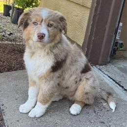 Green - Red merle male Australian Shepherd puppy in Bethel, Minnesota from Aussie Tree-O