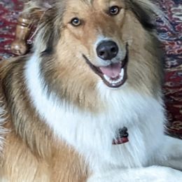 Old Time Scotch Collies from Chicken of the Woods Farm