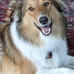 Old Time Scotch Collies from Chicken of the Woods Farm