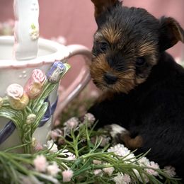 Sasha - Black and tan female Yorkshire Terrier puppy in Hastings, Nebraska from Promise Land Pets