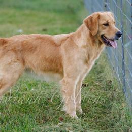 Maple - Golden Retriever