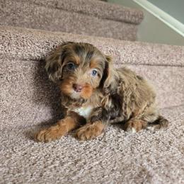 Lilly - Brown female Cavapoo puppy in Floyd, Virginia from Hearts and Paws Poodles and Doodles