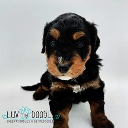 Blue Collar - Phantom male Bernedoodle puppy in Camden, North Carolina from Luv My Doodle