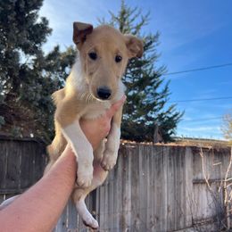 Rocky Road - Sable male Collie puppy in Provo, Utah from Cor Collies