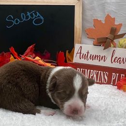 Salty - Liver and white male Cardigan Welsh Corgi puppy in Crystal River, Florida from Coopers Korner