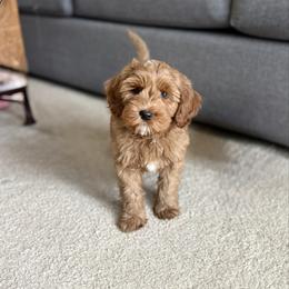 Green Collar Boy - Red male Australian Labradoodle puppy in Thousand Oaks, California from Lovely Doodle Lane