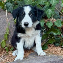 Millie - Tri-color female Border Collie puppy in Lakeport, California from Akins Aussies/Wild Rose Ranch