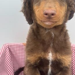 Oak - Red phantom male Aussiedoodle puppy in Austin, Texas from Doodles of Central Texas