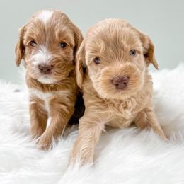 Australian Labradoodles from Joys Labradoodles