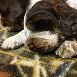 English Springer Spaniel Puppies from Roan Creek Kennels