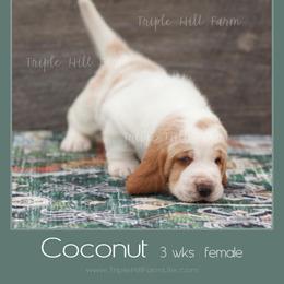 Coconut - Red and white female Basset Hound puppy in Jefferson City, Missouri from Triple Hill Farm