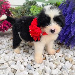 Benji - Tri-color male Bernedoodle puppy in Harrisonburg, Virginia from Curlytail Doodles