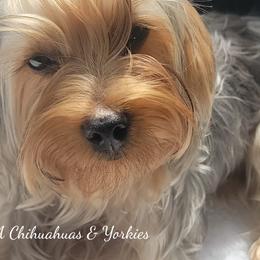 Chihuahuas and Yorkshire Terriers from PWA Chihuahuas & Yorkies