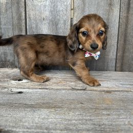 Red dapple male - Dapple male Dachshund puppy in South Willard, Utah from Doxies in the Sun