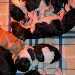 Sheepadoodles from CW Frenchies