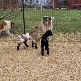 Collie Puppies from Voneida Collies