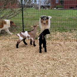Collie Puppies from Voneida Collies