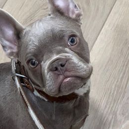 Beckett - Cowboy Frenchies - Liver French Bulldog puppy in Greenville, Texas from Cowboy Frenchies