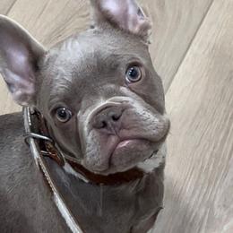Beckett - Cowboy Frenchies - Liver French Bulldog puppy in Greenville, Texas from Cowboy Frenchies