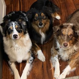 Australian Shepherds from Sparrtan Australian Shepherds