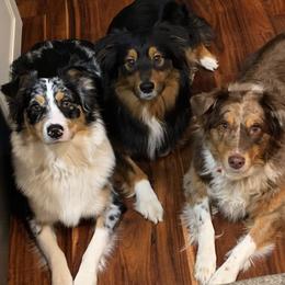 Australian Shepherds from Sparrtan Australian Shepherds