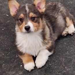 American Corgi and Pembroke Welsh Corgi Puppies from Nightstreak Corgis