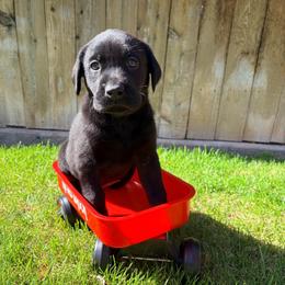Ruger - Black male Labrador Retriever puppy in Richfield, Utah from Stormy River Retrievers