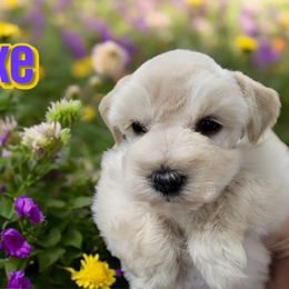 Nixe (Katya) - Wheaten female Miniature Schnauzer puppy in Lexington, North Carolina from Schnauzer Snobs
