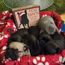 French Bulldog Puppies from Fair Oaks Frenchies