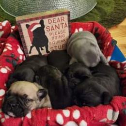 French Bulldog Puppies from Fair Oaks Frenchies