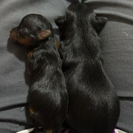 Yorkshire Terrier puppies from Lulus toy poodles