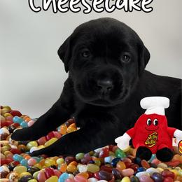 Strawberry Cheesecake - Black female Labrador Retriever puppy in Water Valley, Mississippi from Three Lakes Labs & WHDs