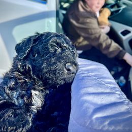 Goldendoodle and Poodle Puppies from Polly Wally Poodles and Doodles