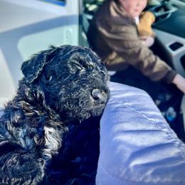 Goldendoodle and Poodle Puppies from Polly Wally Poodles and Doodles