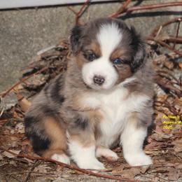 Zeb, blue eyes - Blue merle male Miniature American Shepherd puppy in Hillsdale, Michigan from Faithwalk Aussies and Mini American Shepherds