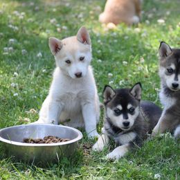 Pomsky and Siberian Husky Puppies from Blacktail Mountain Pomskies